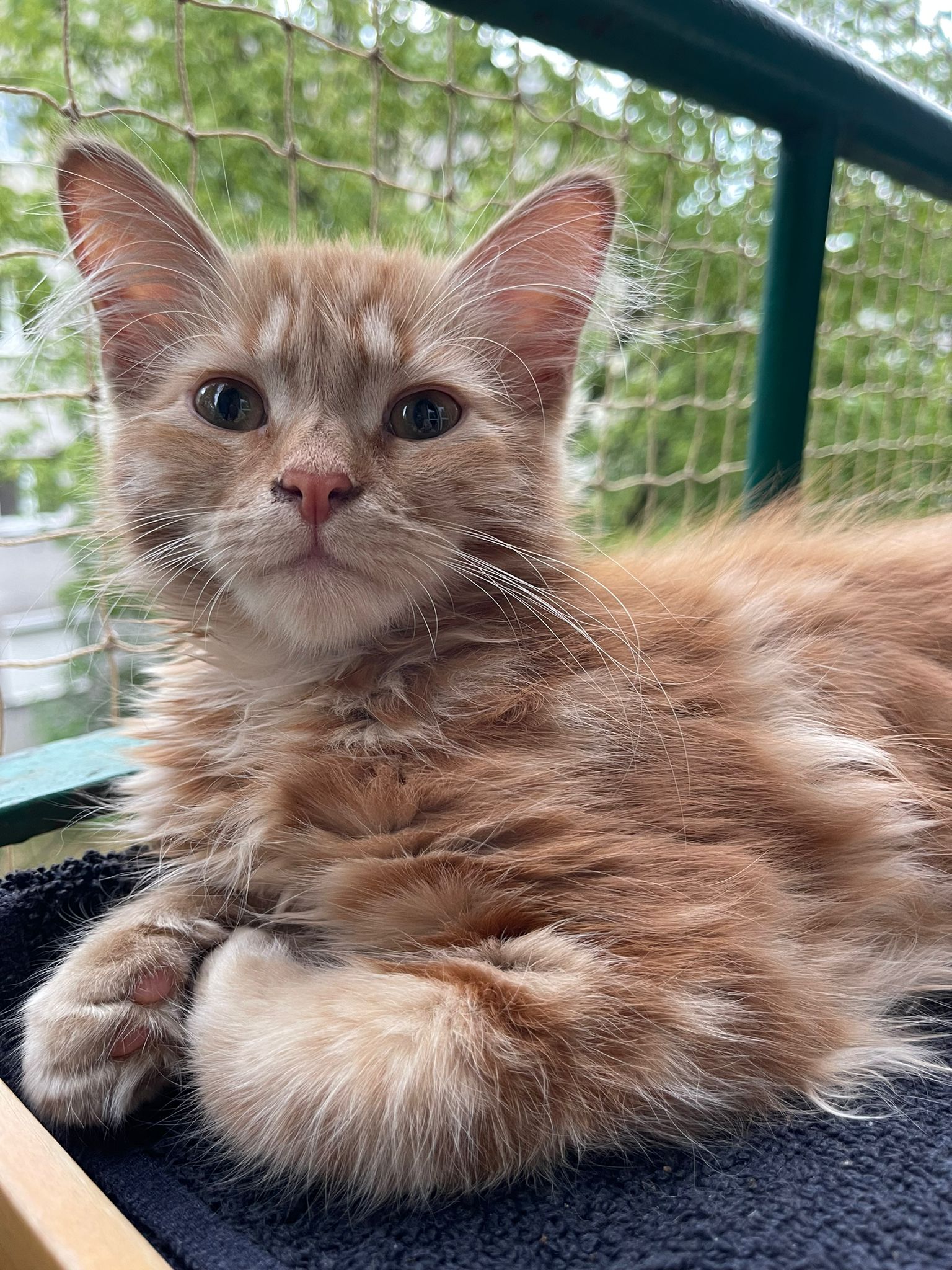 Kocia Siatka - Kot Nie Lata 1