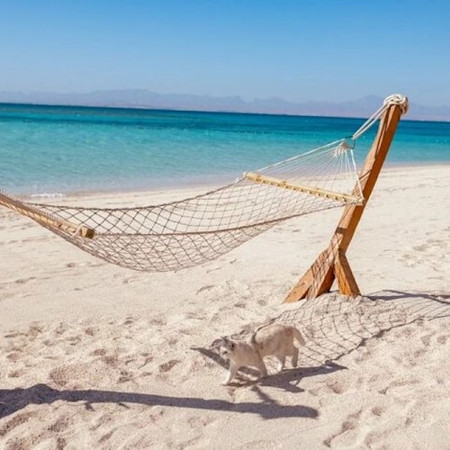 Perjalanan Snorkeling Sehari di Pulau Hula Hula & Makan Tengahari - Hurghada