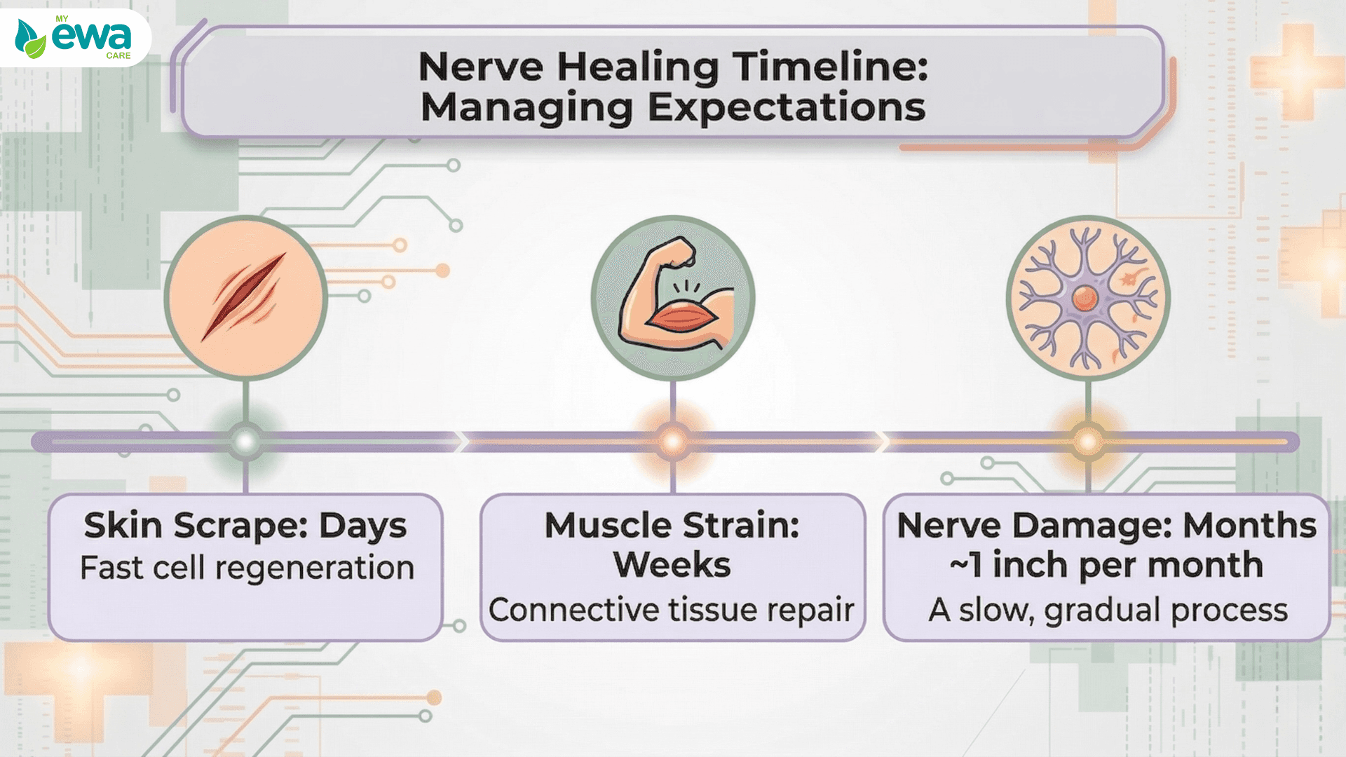 Nerve healing timeline compared to skin and muscle recovery 