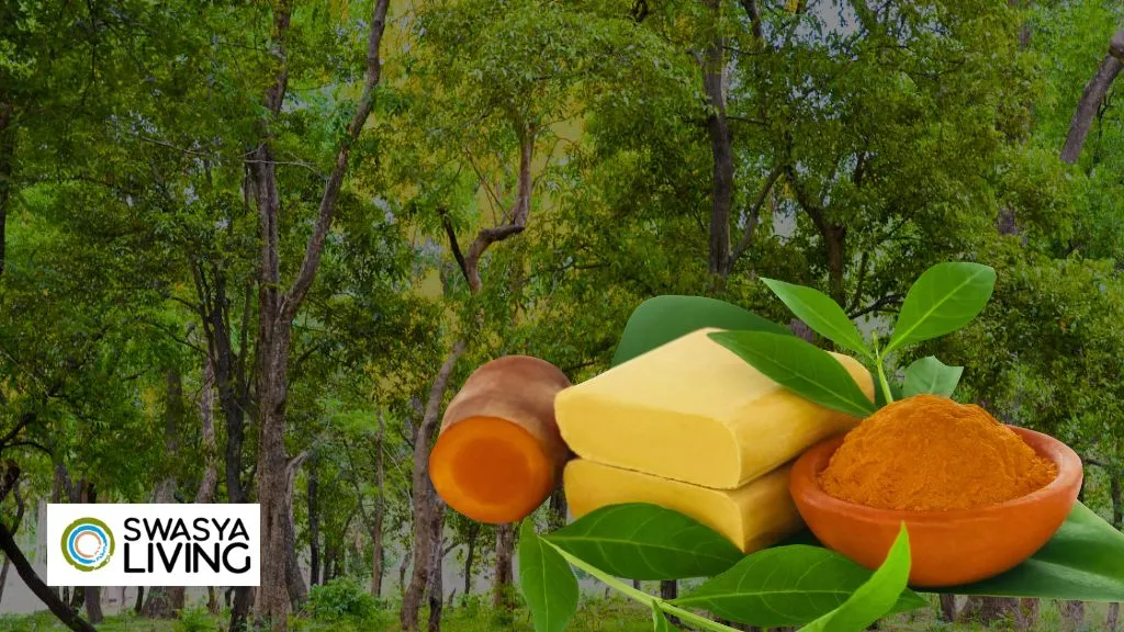 How to Get a Licence for Sandalwood Plantation