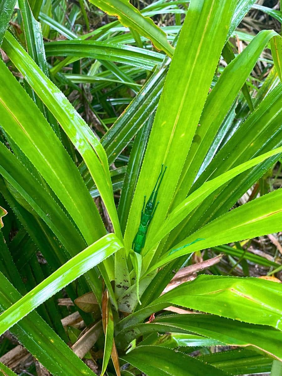 insect in daintreee rainforest