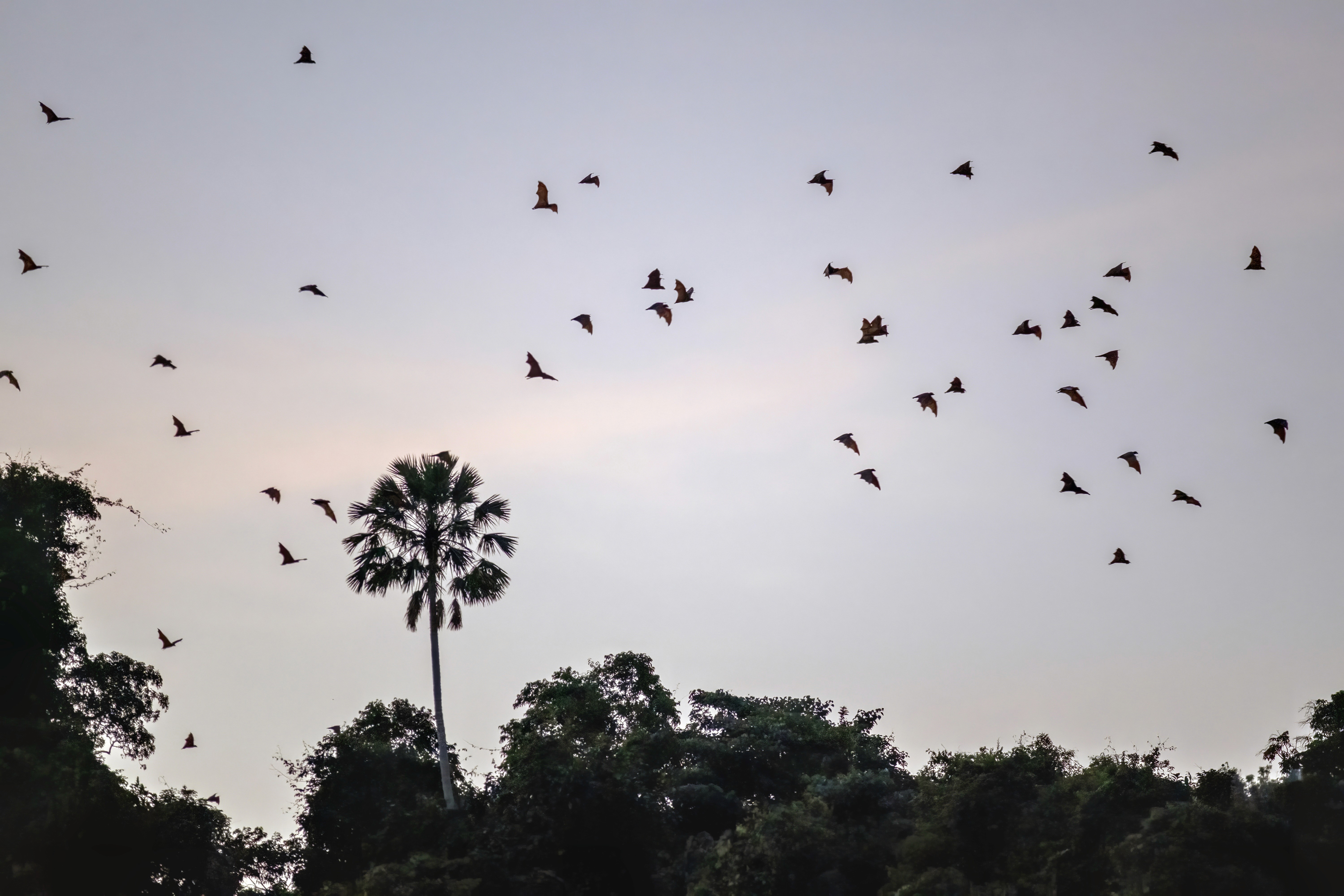 Flying fox hanging from a tree