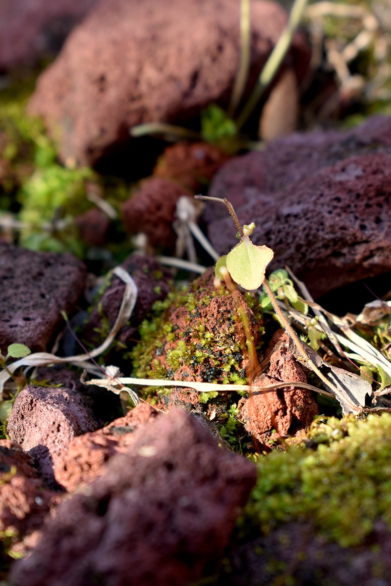 Mossy Rock - My Dao Designer Portfolio