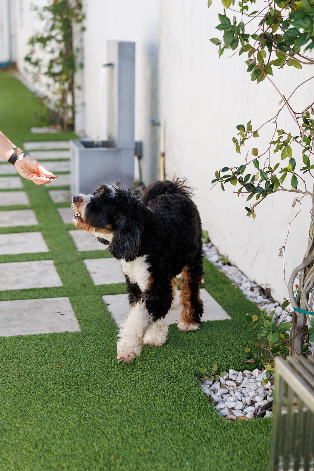 Dog being fed by hand on grass and concrete path.