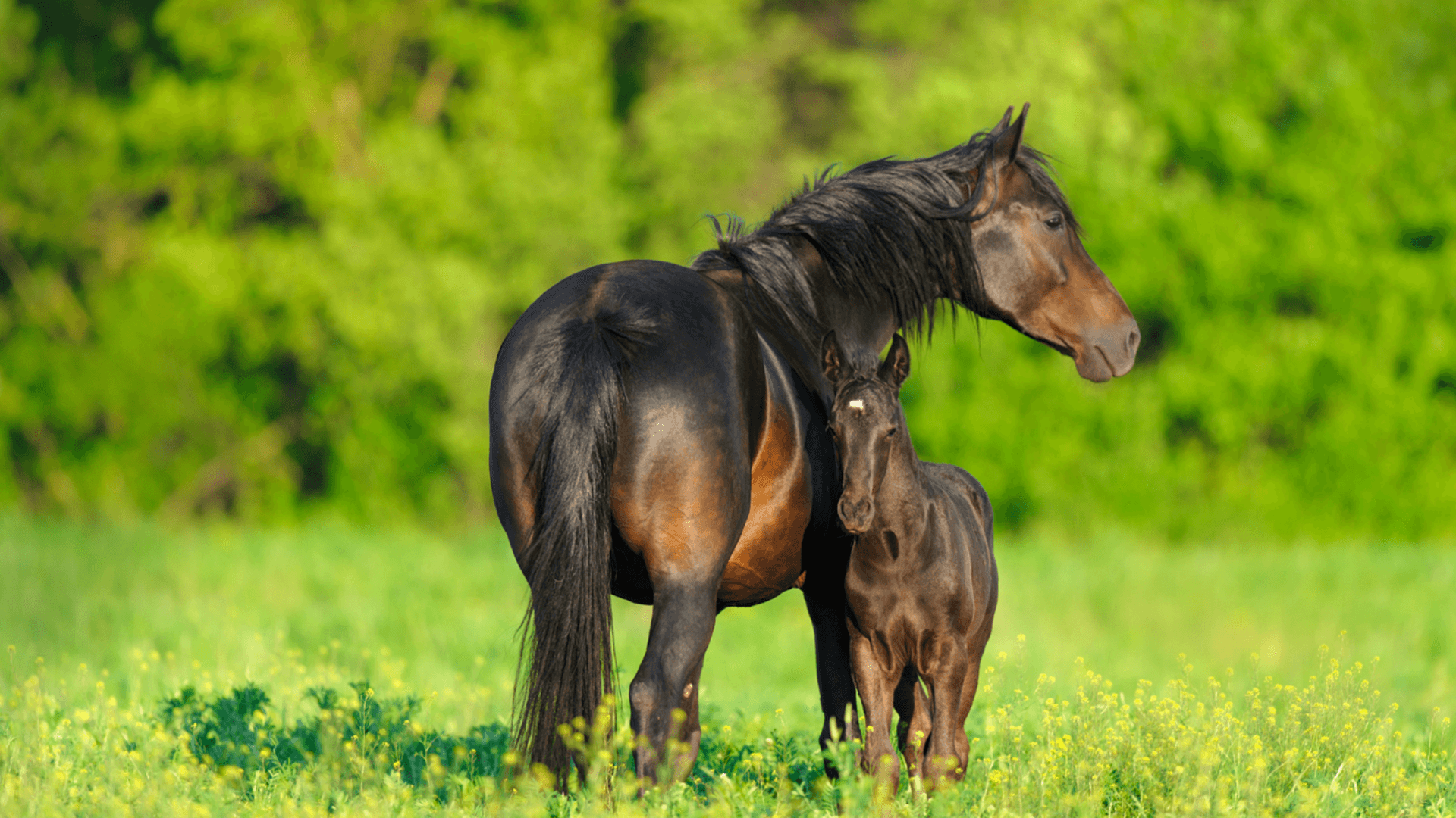 A thoroughbred horse and foal standing in a field