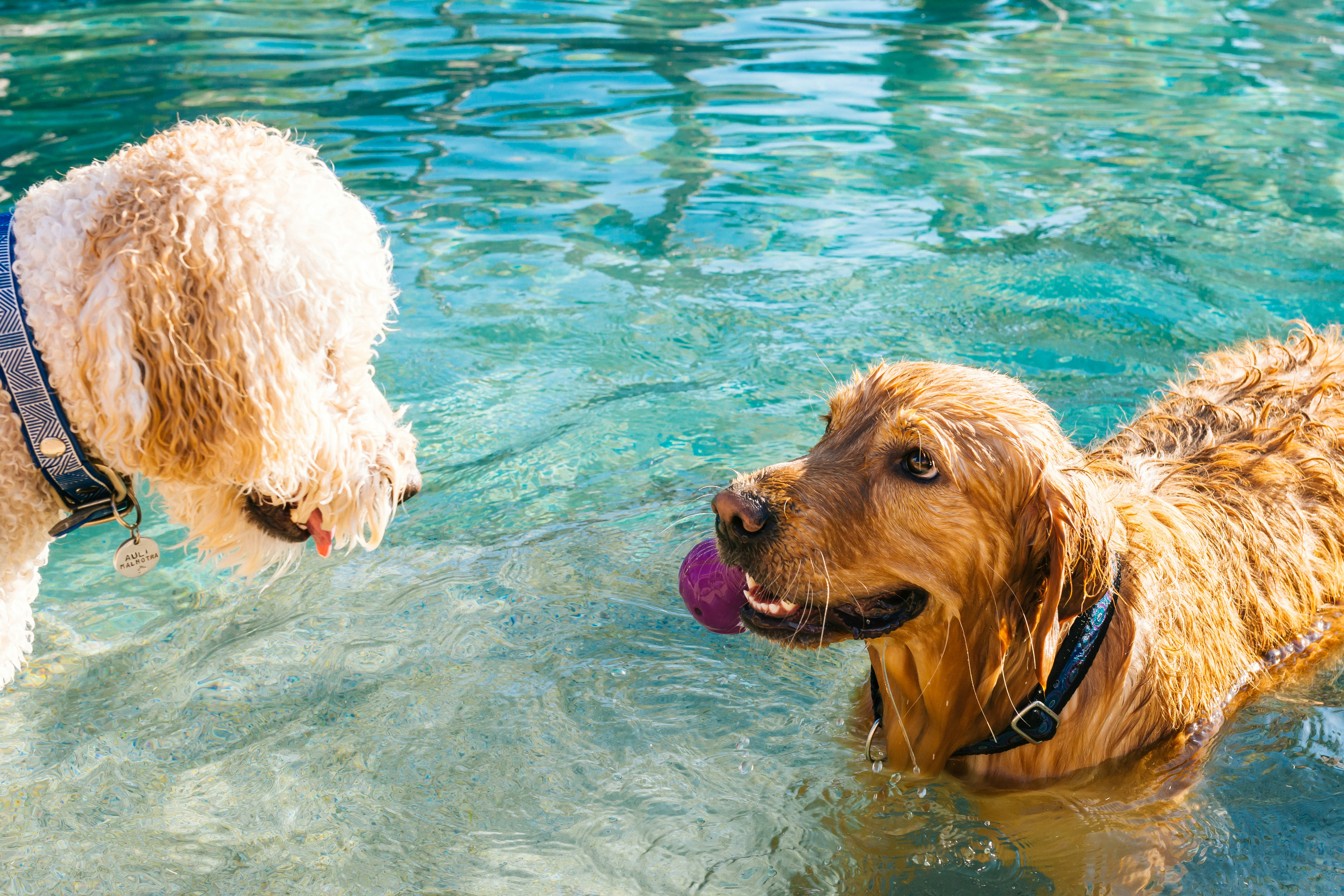 Best Pet Boarding in Dubai: 10 Trusted Facilities