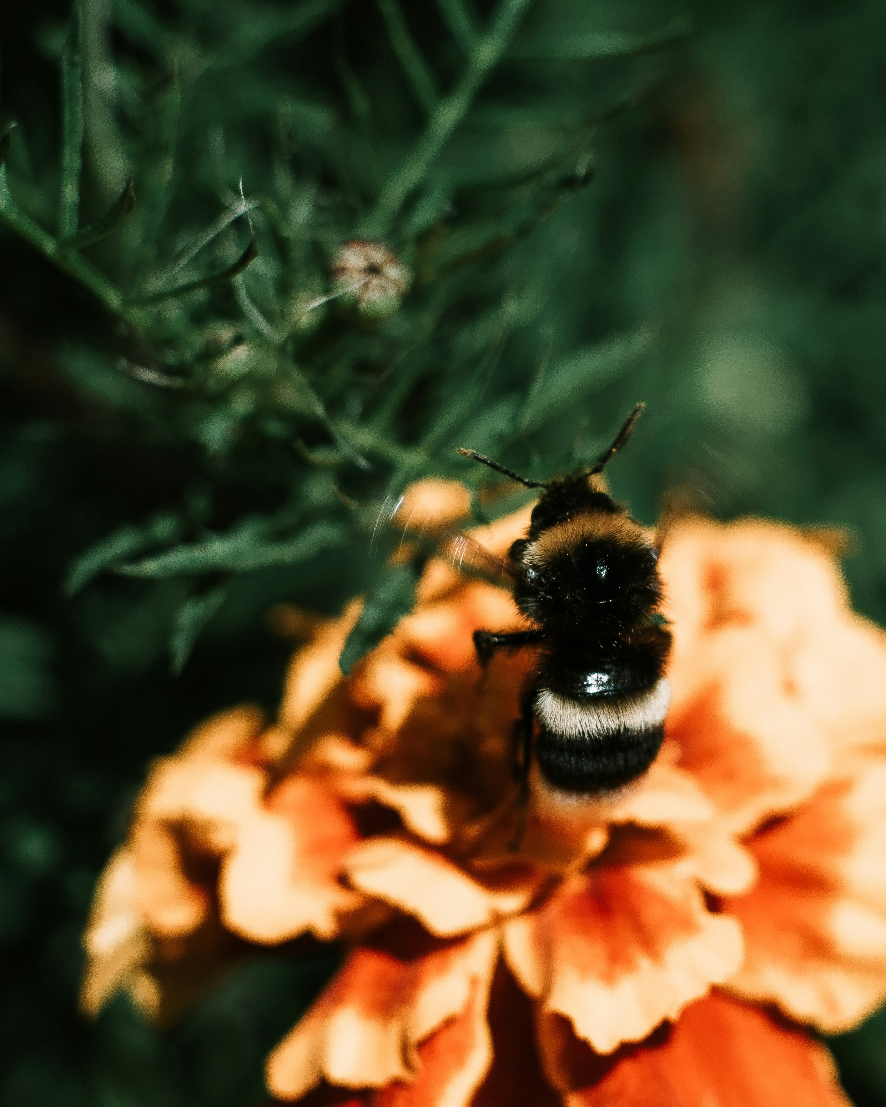 Bumble bee on flower