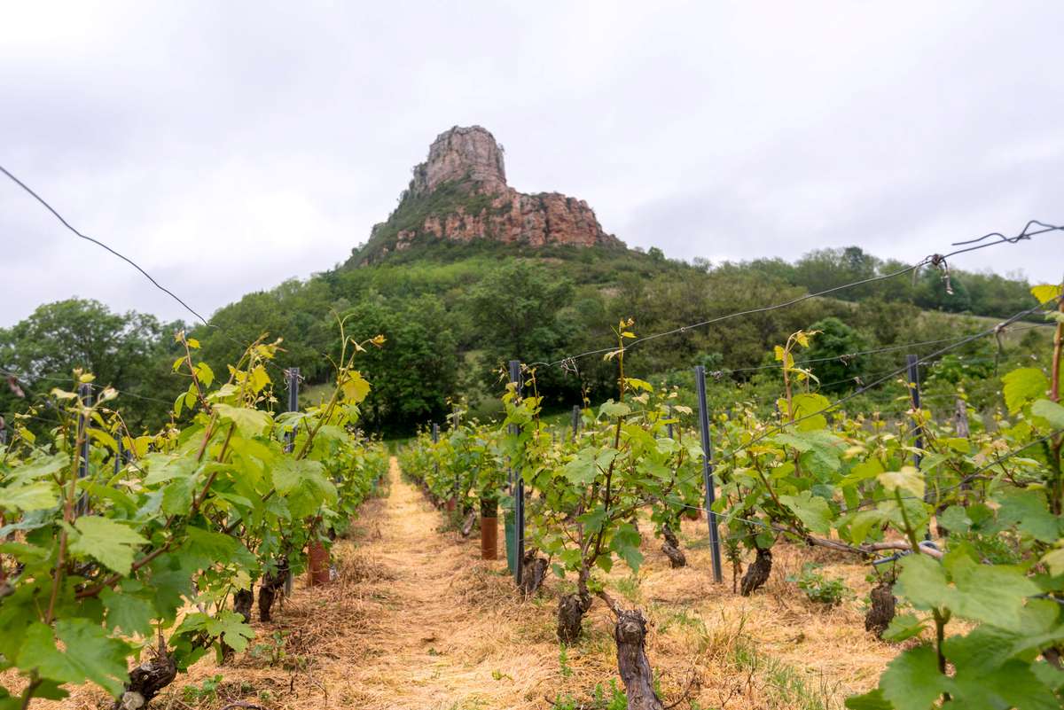 Vineyard rows with green grapevines and a large rocky butte under an overcast sky in the background.