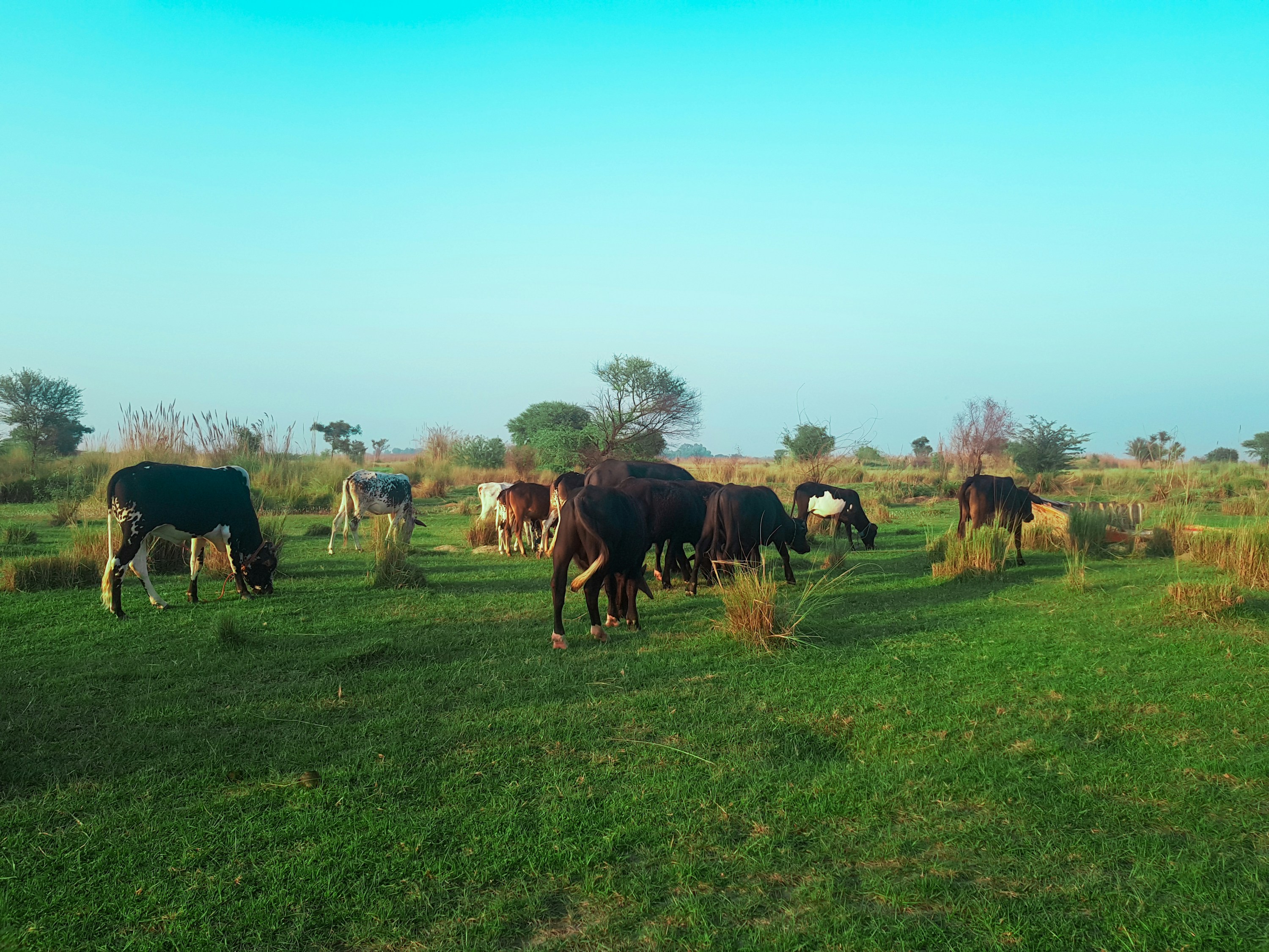 a herd of cattle grazing on a lush green field