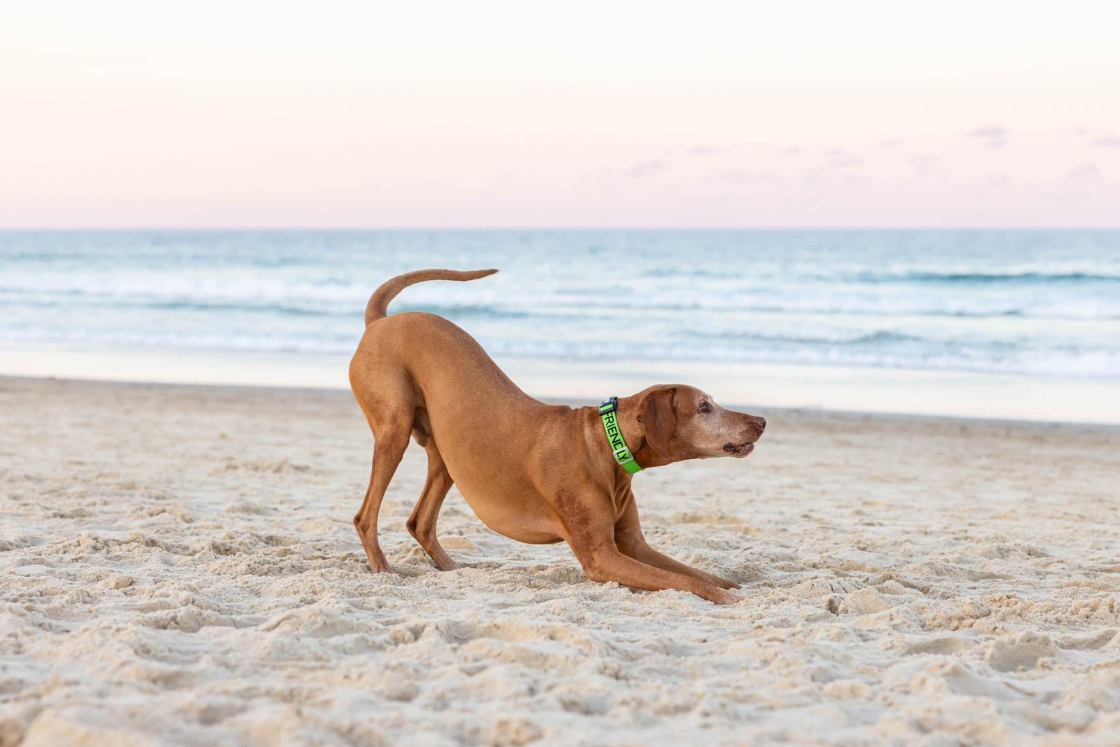 Hungarian Vizsla in play pose at the beaach wearing green 'Friendly' collar