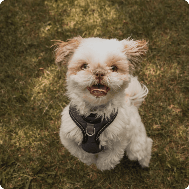 Happy Napo customer with their pet