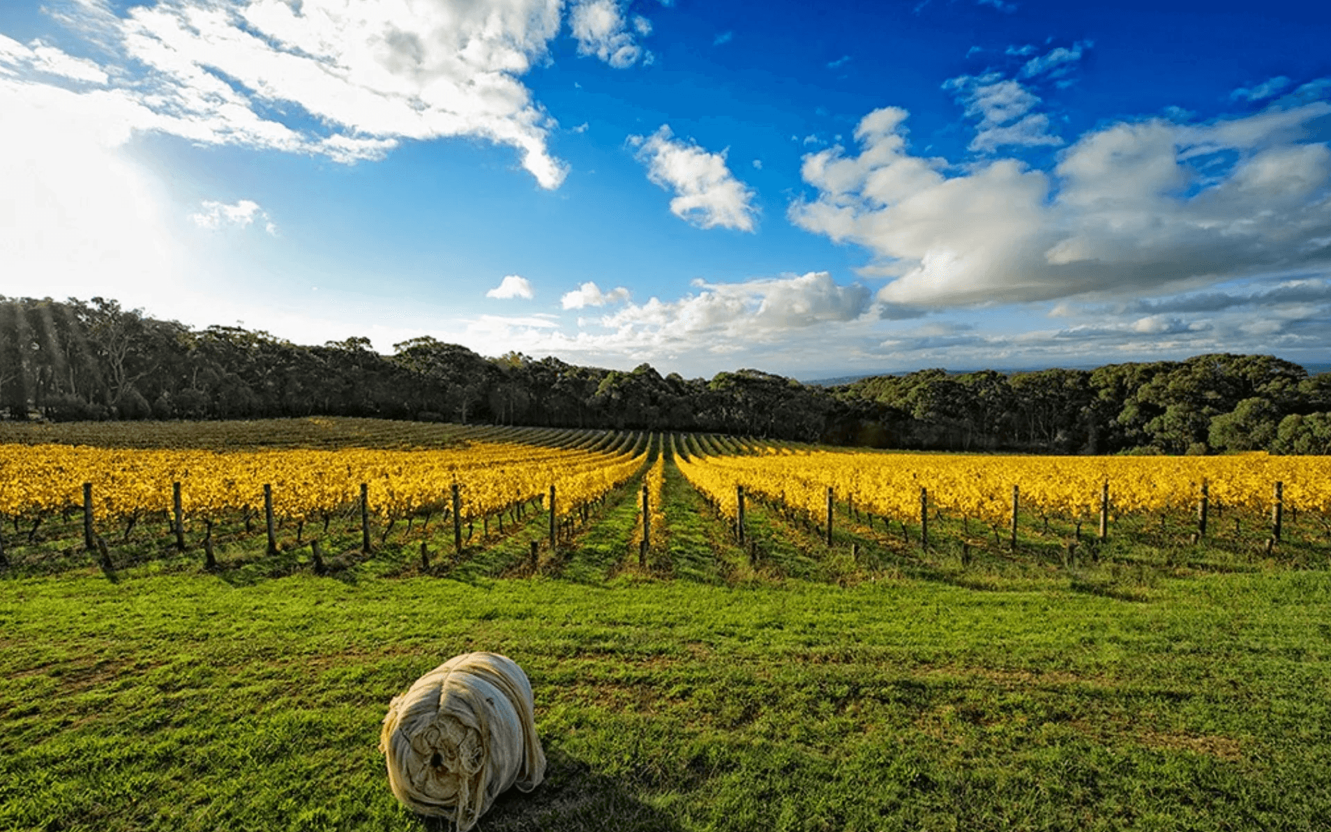 Polperro Winery VIC