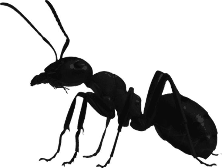 ant