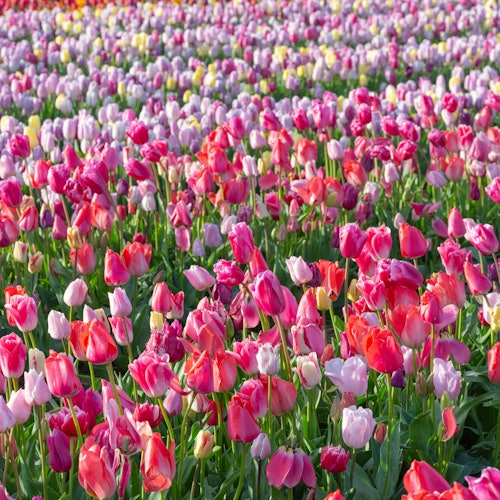 Tulip berwarna merah muda di The Tulip Barn