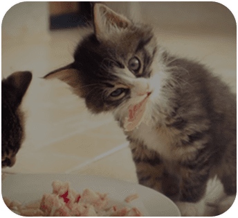 How much should a tabby weigh at 2 years old?