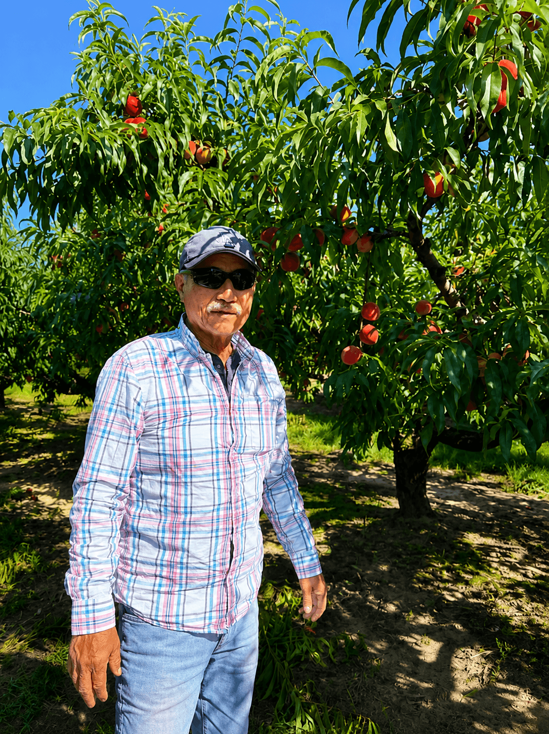 sorting-peaches-in-orchard