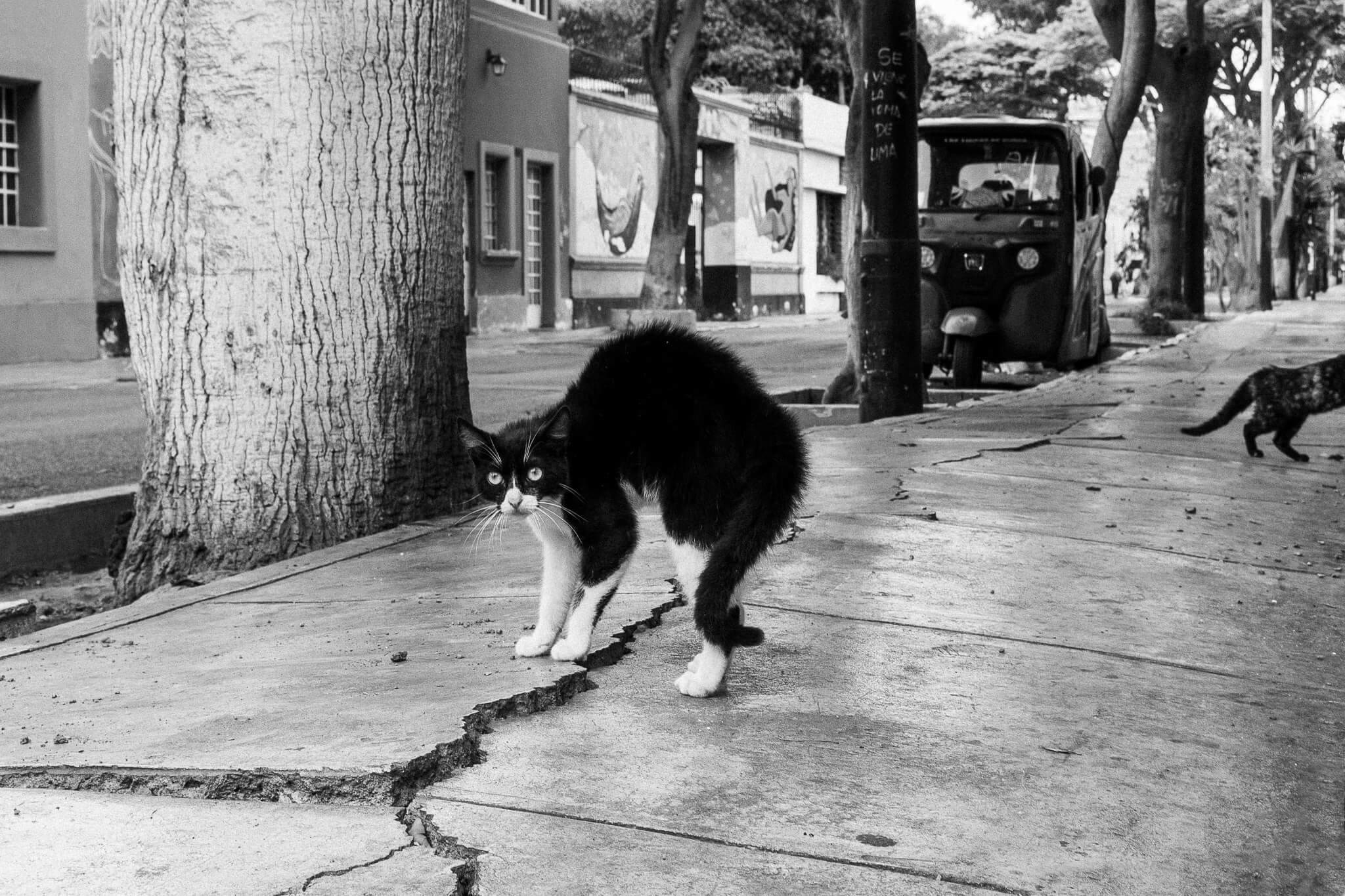 A cat ready to fight