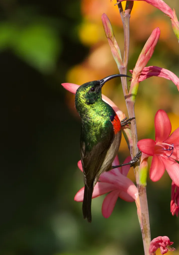 Southern Doule-Collared Sunbird