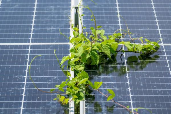 Plante crescând peste panouri fotovoltaice, ilustrând necesitatea curățării periodice pentru eficiență maximă