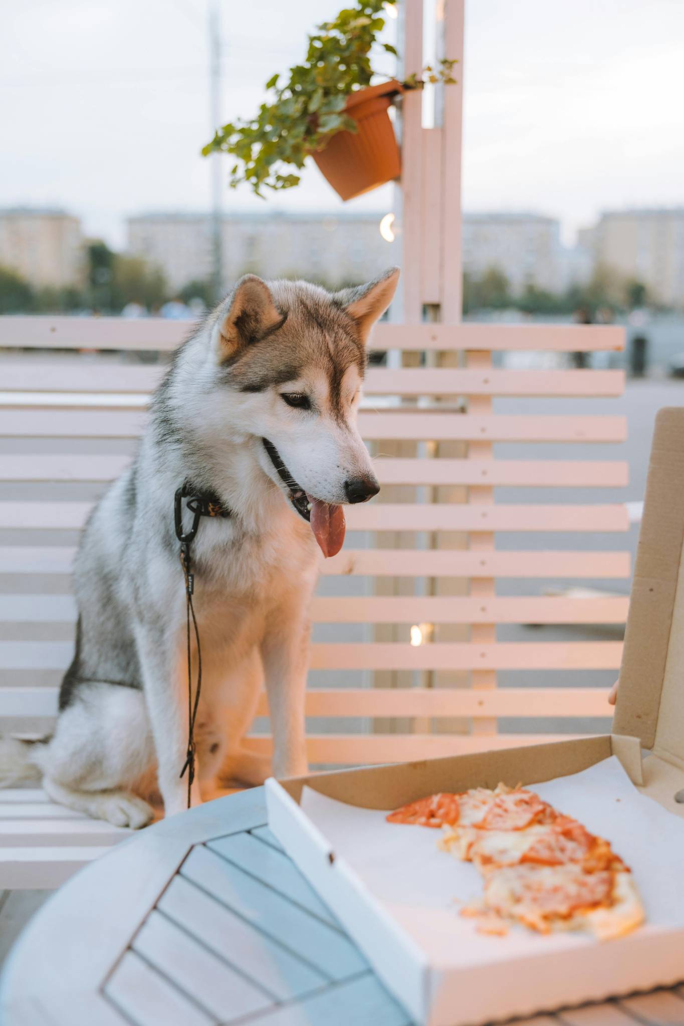 Siberian Husky Diet & Nutrition