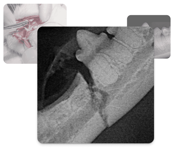 Collage aus Bildern zur tierärztlichen Zahngesundheit, die einen gebrochenen Hundekiefer zeigen