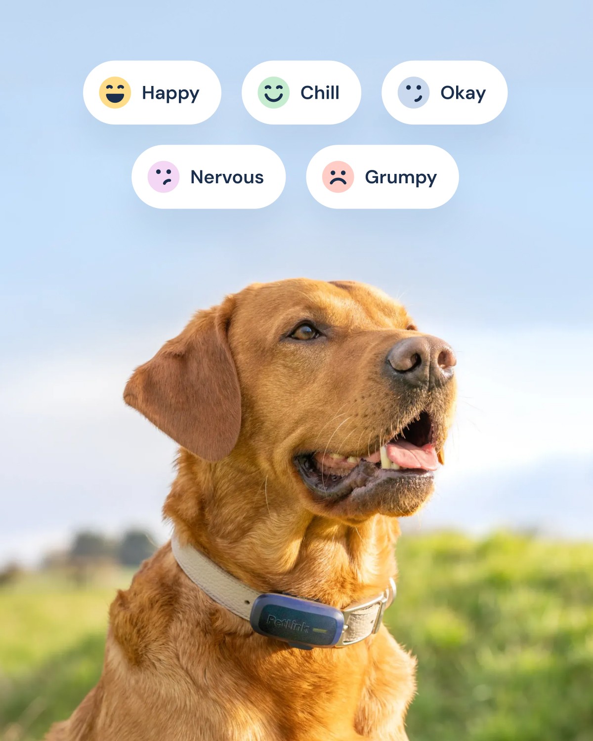 Image of a happy dog wearing a PetLink GPS tracker, with icons indicating the dog’s health and mood states: happy, chill, okay, nervous, and grumpy