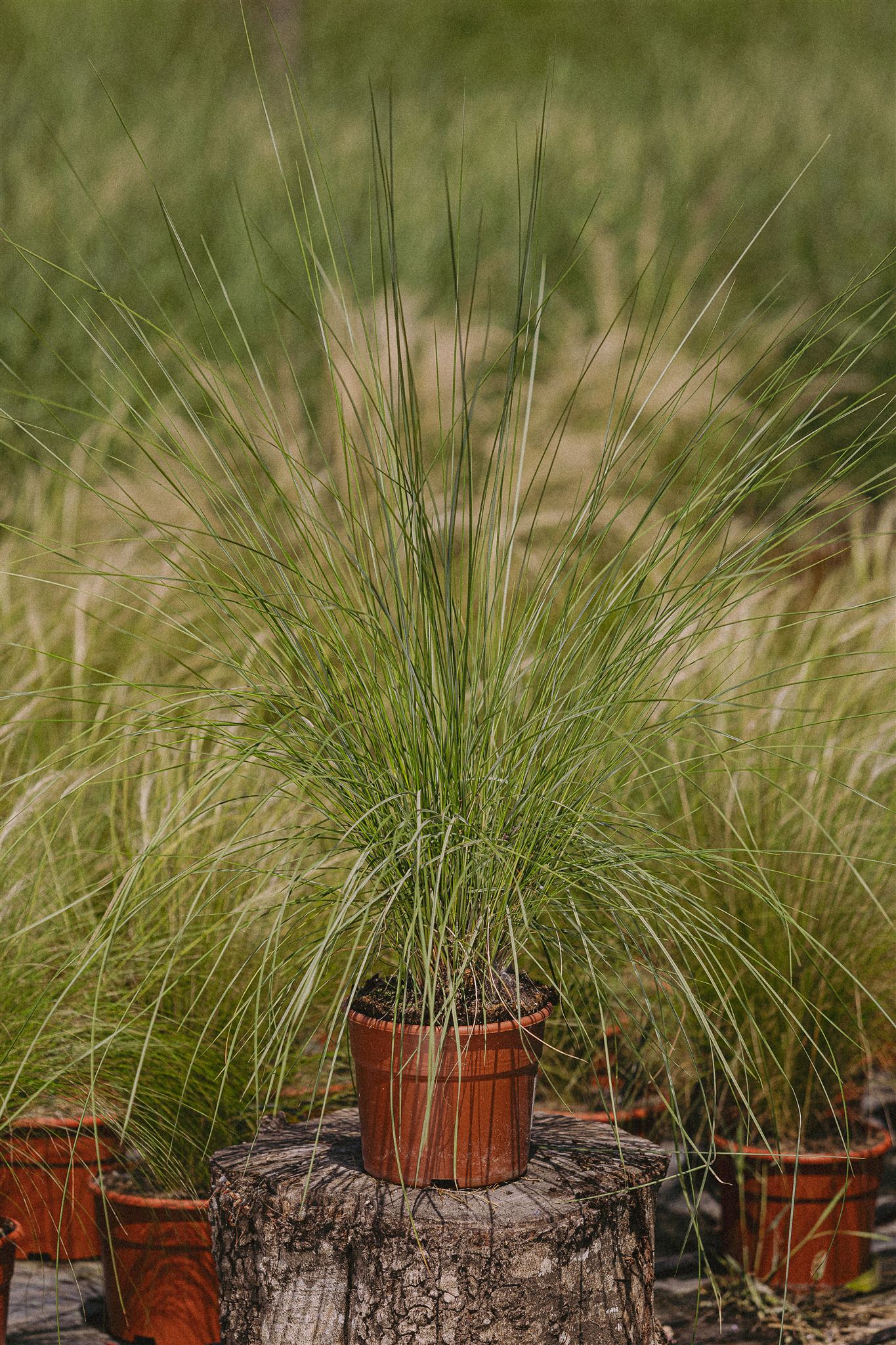 Tomillo Eiviss Garden