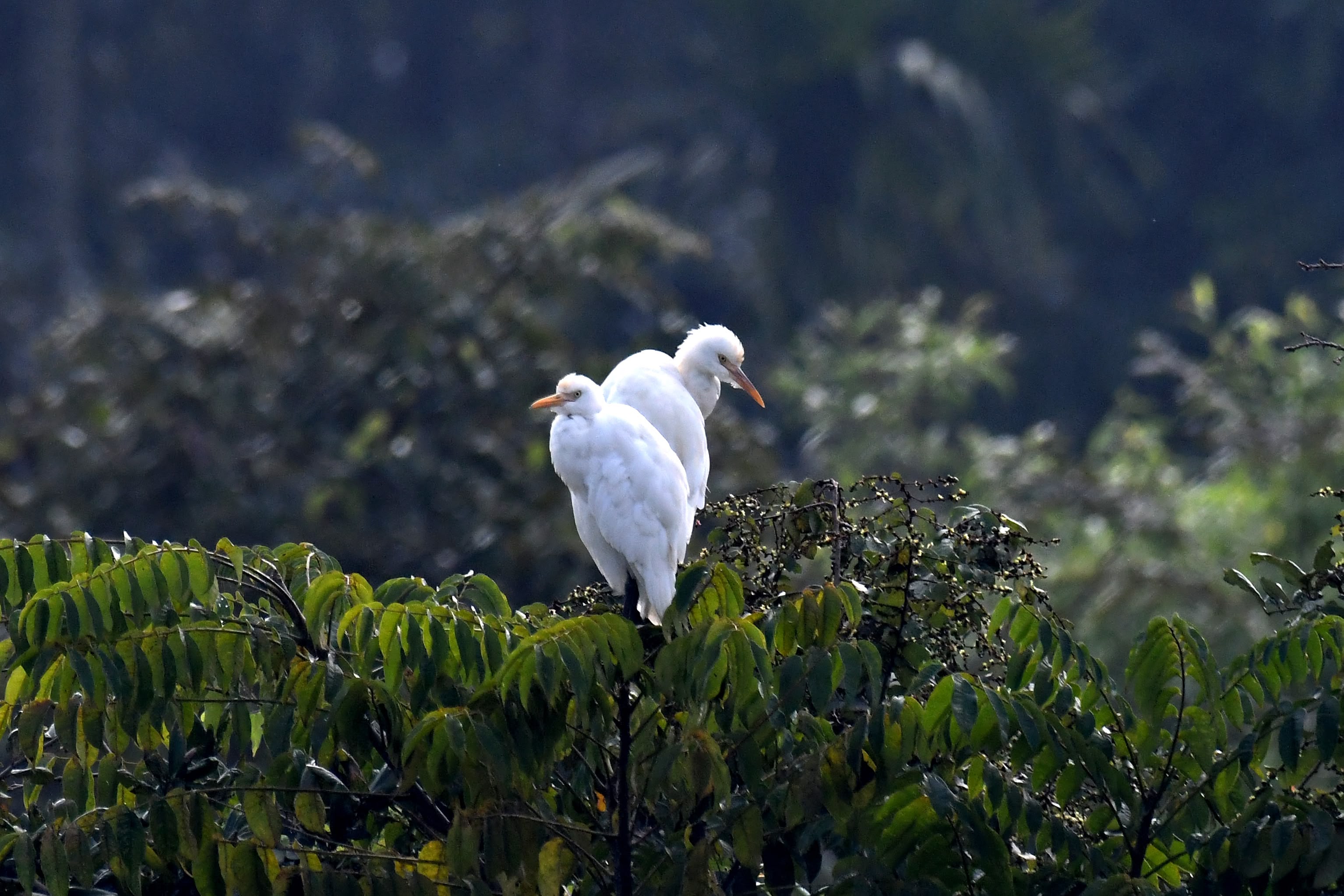 Two white cattle egrets perched on lush green foliage