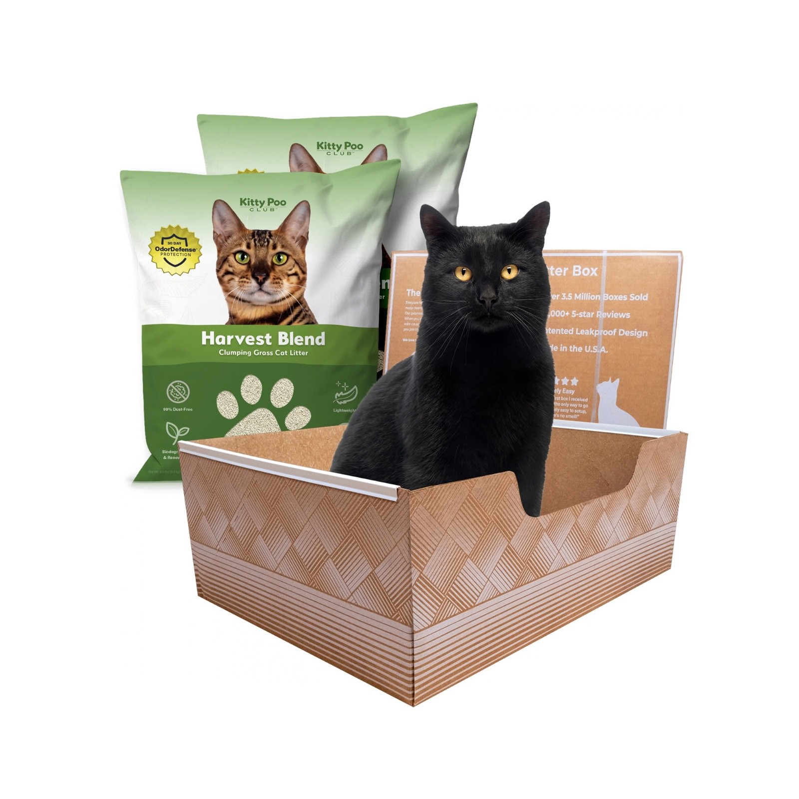Kitty Poo Club main image after optimization