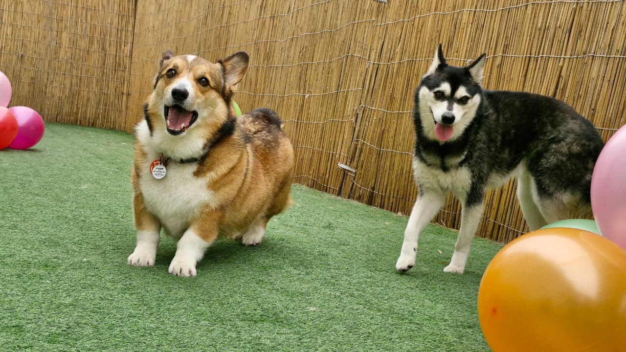 dubai-pet-laws-2026-dog-cat-owner-rules