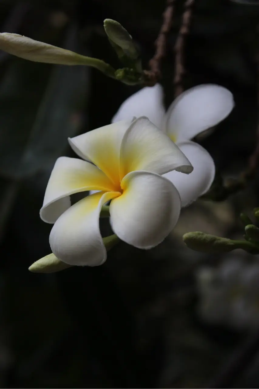 closeup van een bloem