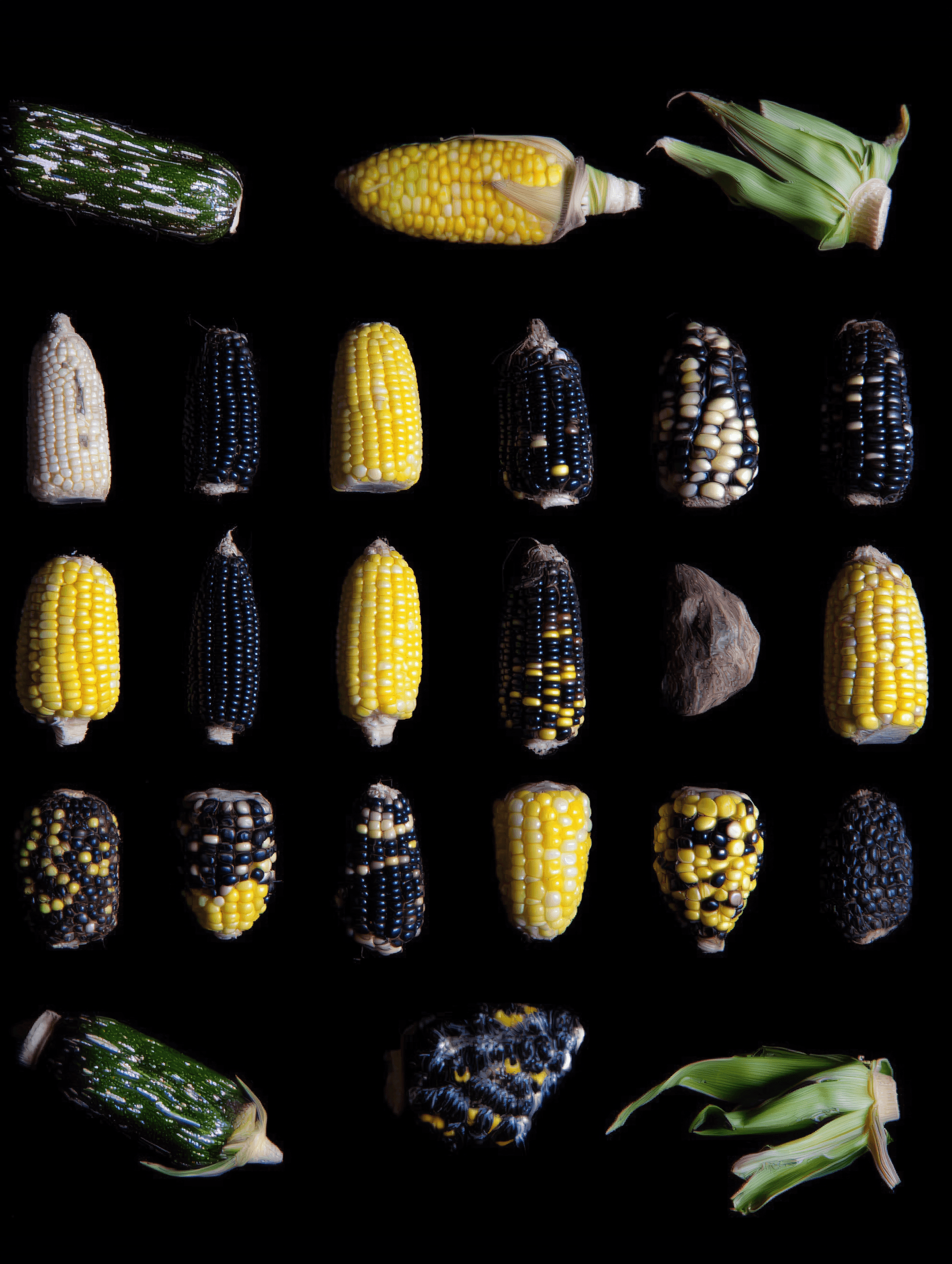 Variety of colorful ears of corn in different sizes and colors.