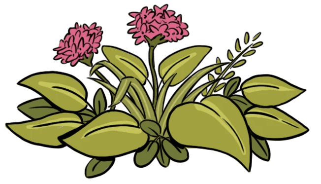Monteverde Flora