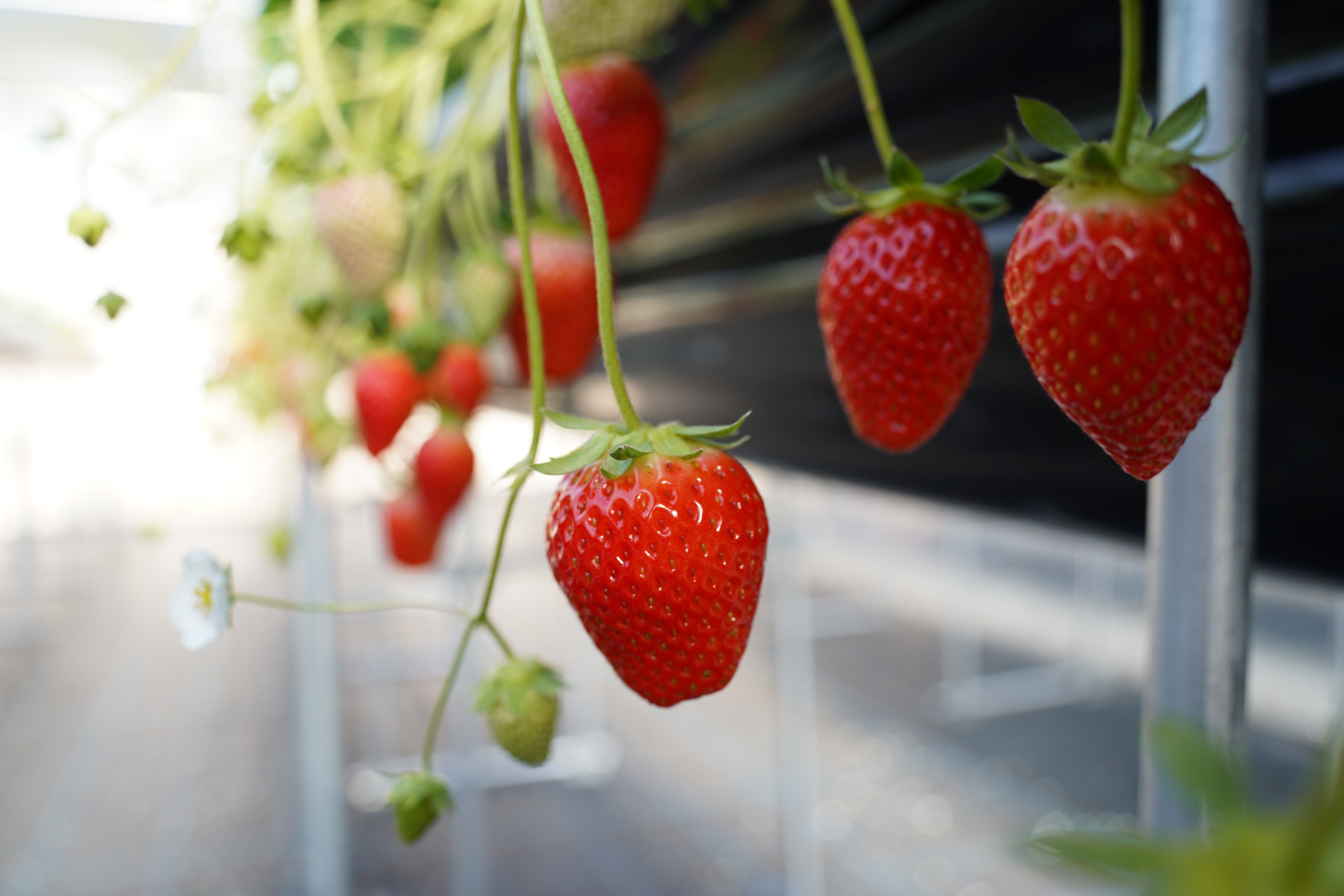 Ripe red strawberries