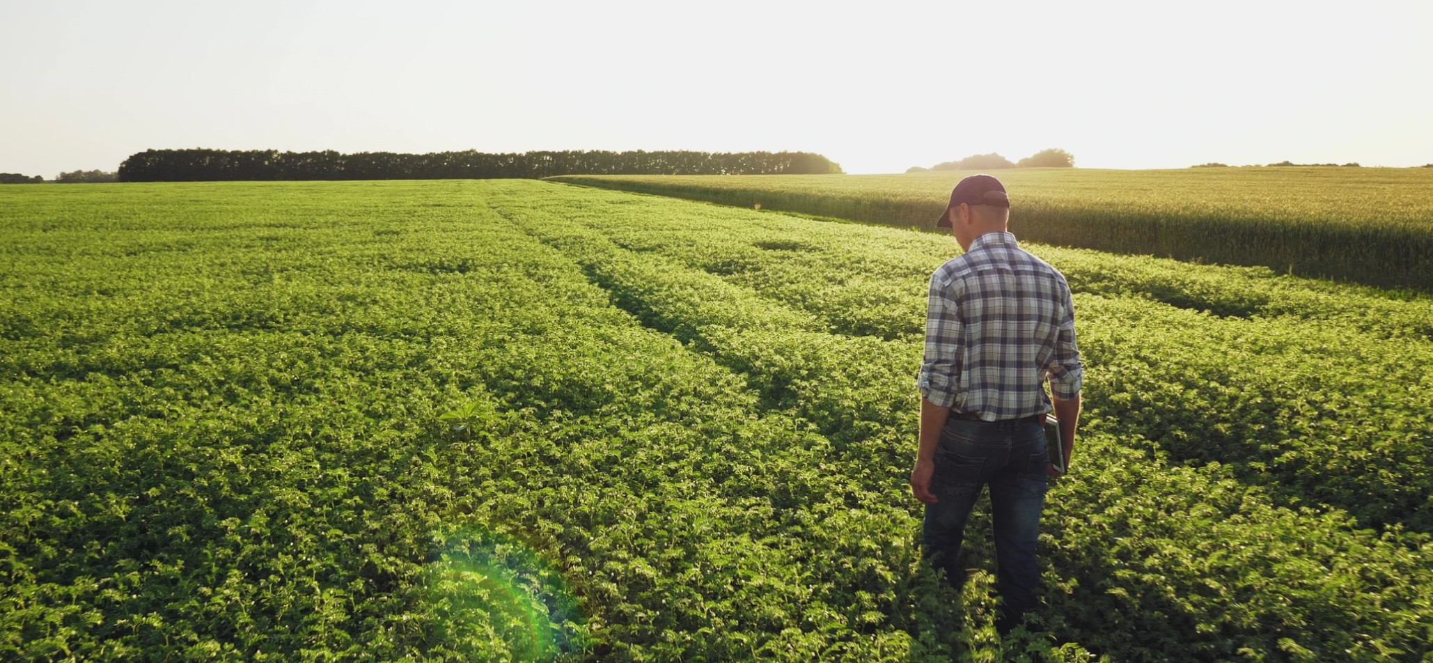 Pea farmer