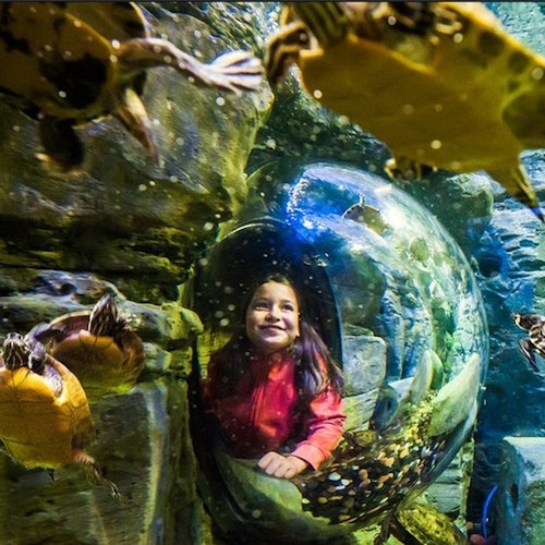 A girl in a red jacket smiles from inside a transparent underwater viewing dome surrounded by swimming turtles.