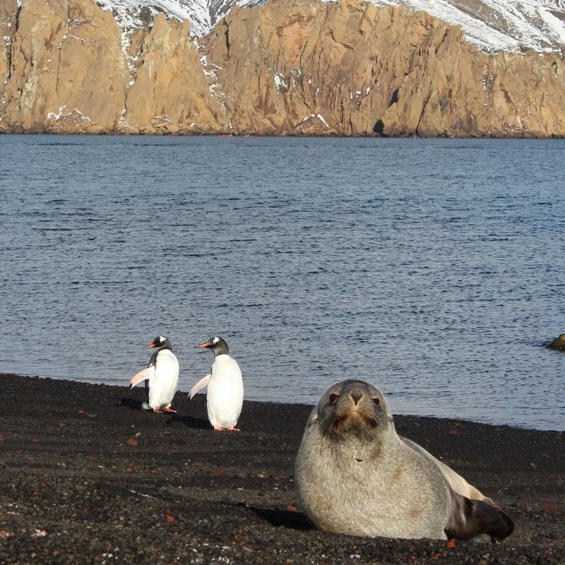 A seal and two gentoo penguins resting on the black volcanic beach at Whalers Bay, Deception Island, with water and snow-covered cliffs behind them.