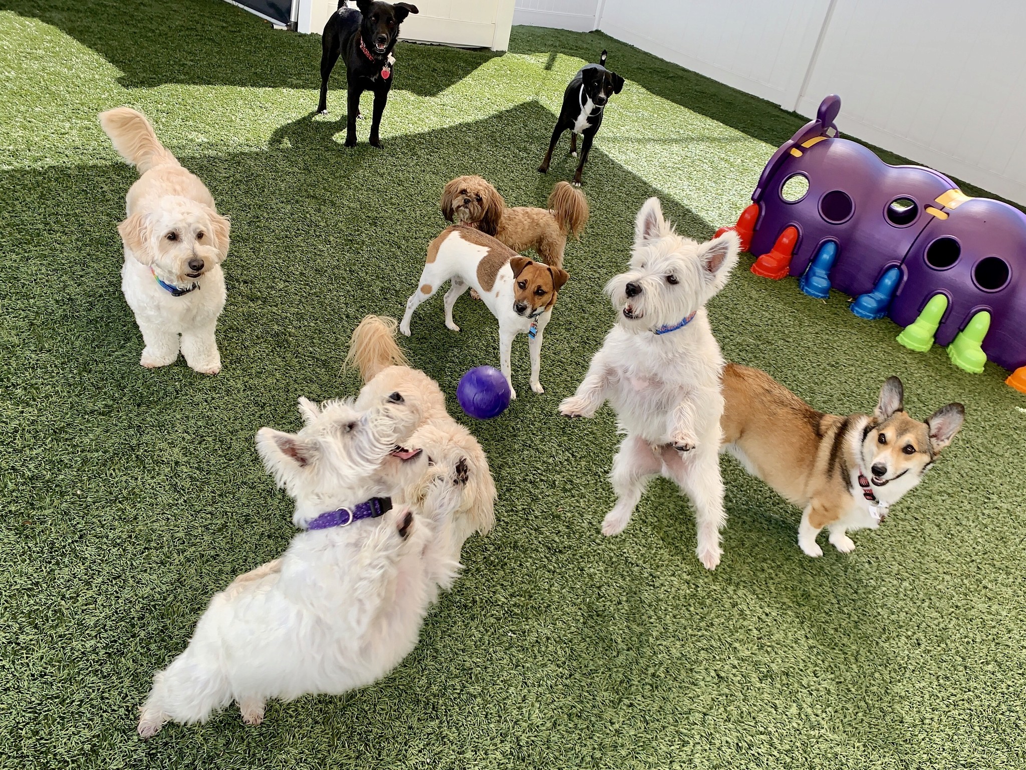 Dog Daycare Cuddle Up Pup