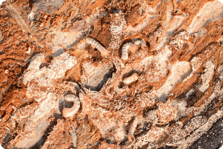 Houtwormlarven en boormeel in aangetast hout