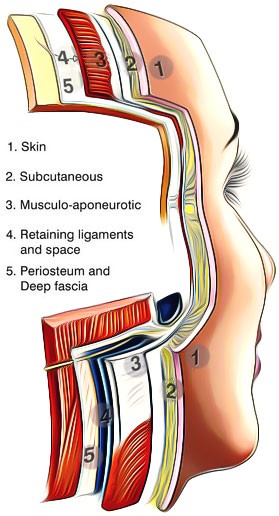 Diagram of the five facial tissue layers anatomy