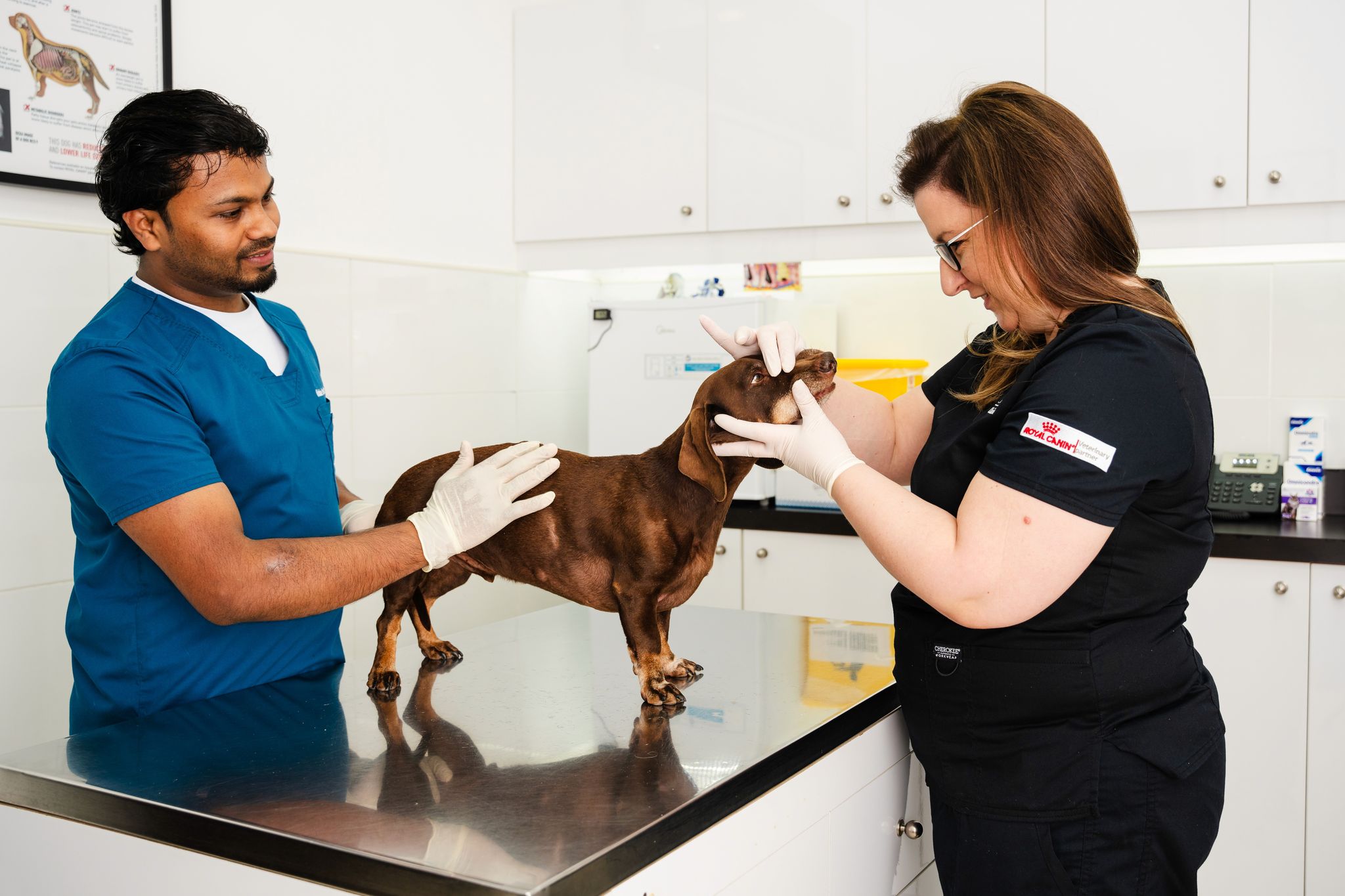 Two veterinarians examine a brown dachshund on a stainless steel exam table in a bright, modern clinic. One vet holds the dog's head gently while the other supports its back, both wearing gloves and focused expressions.