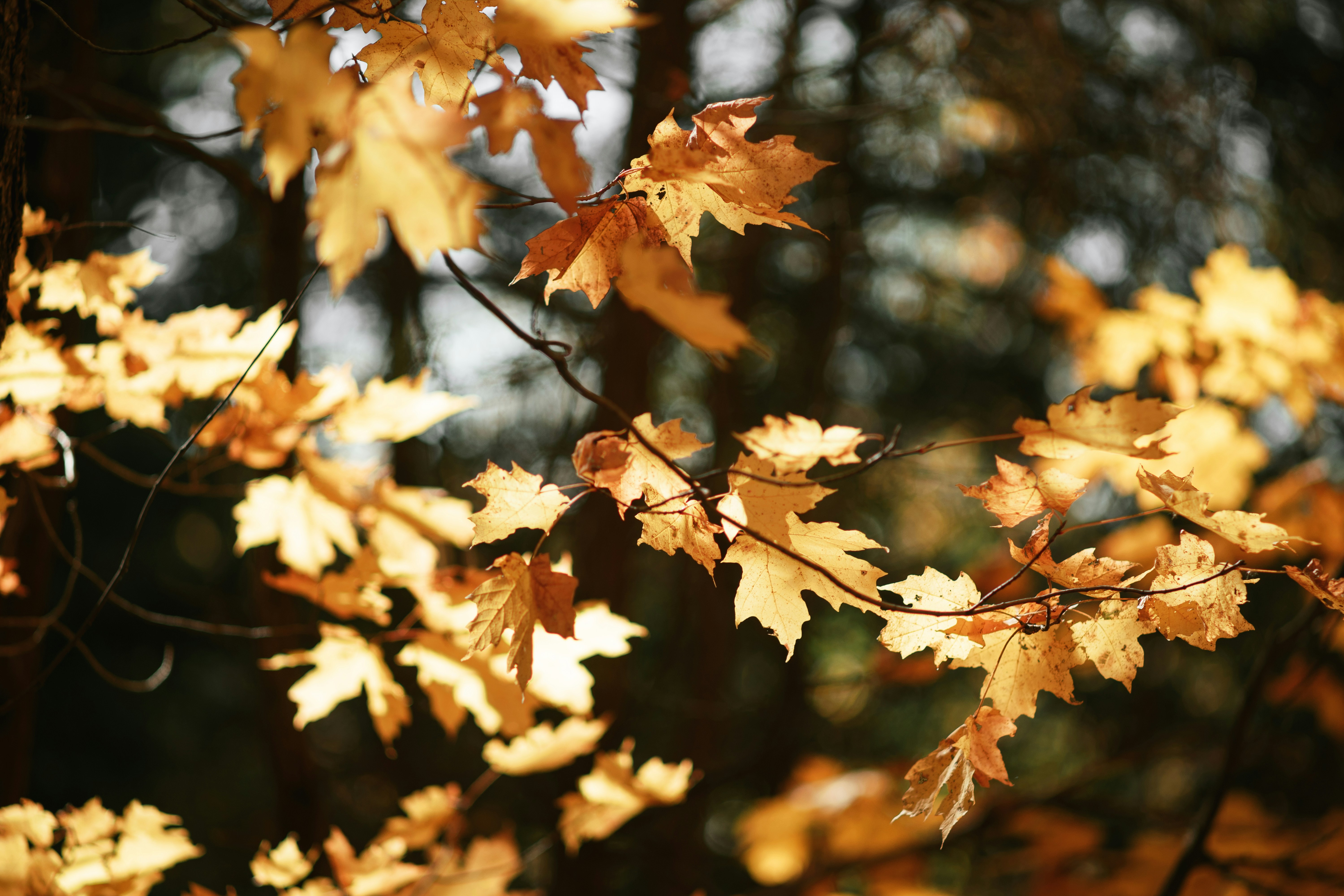 yellow leafs - what is color analysis