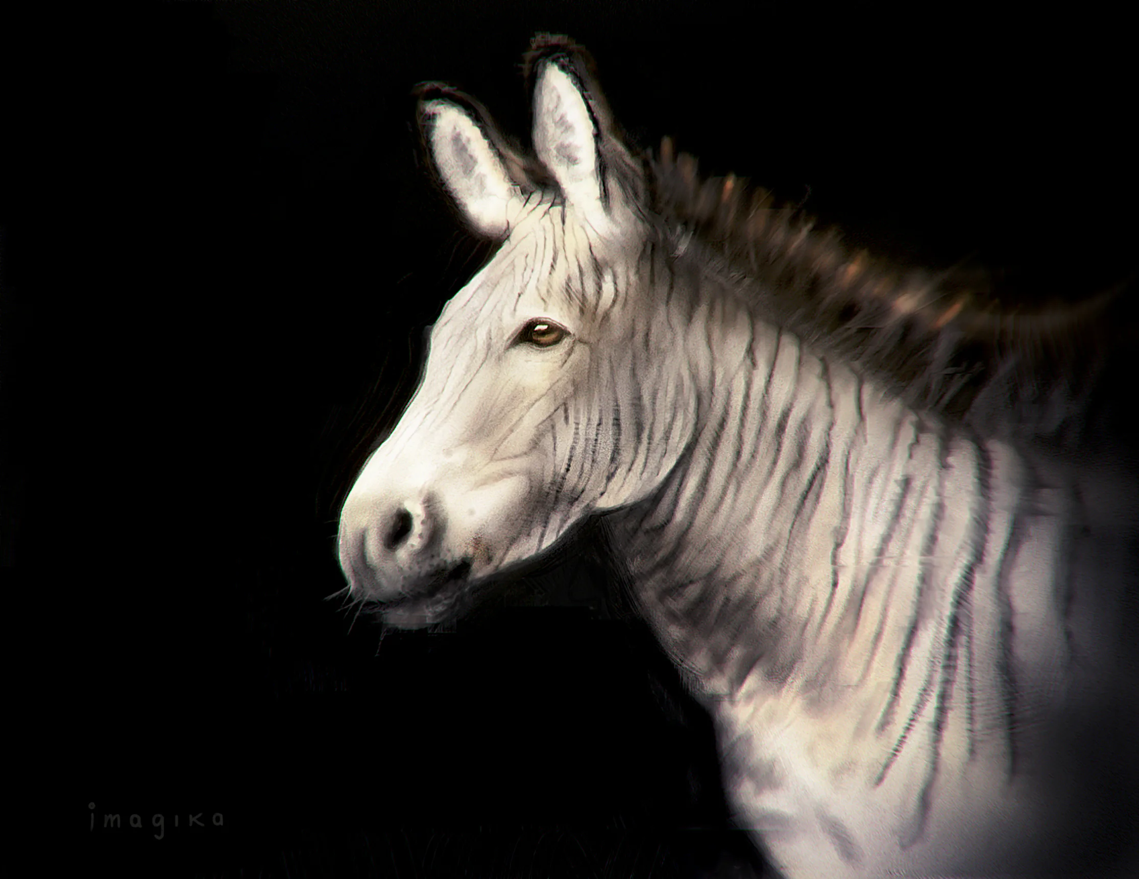 Zonkey — sketchbook study