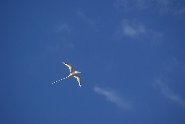 A Paille-en-Queue bird soaring gracefully above the ancient volcano cliffs of Réunion Island, symbolizing monogamy and rare natural beauty in the Indian Ocean.