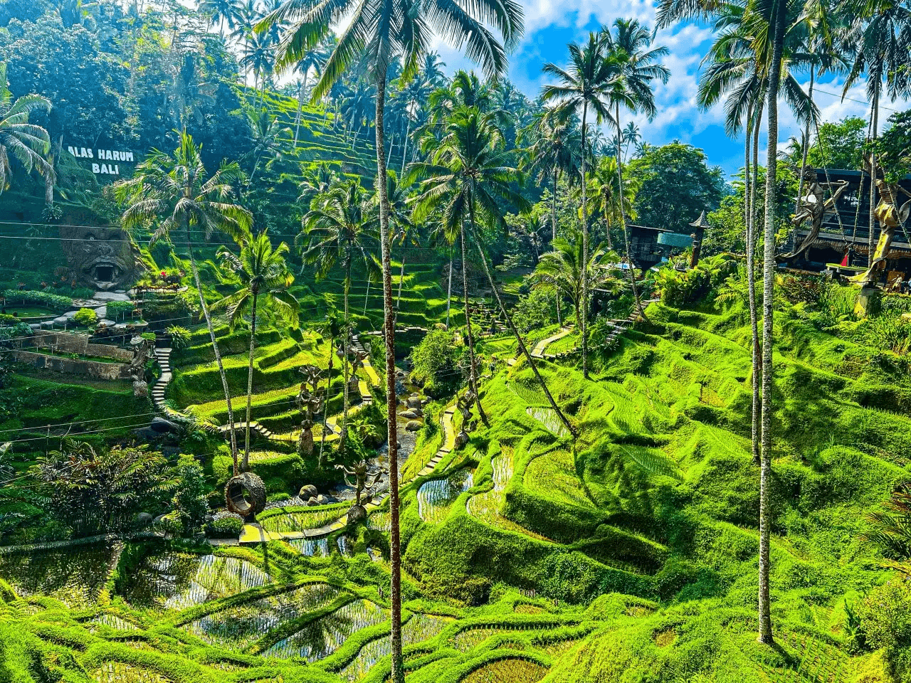 This image depicts the Tegallalang Rice Terraces in Bali, Indonesia