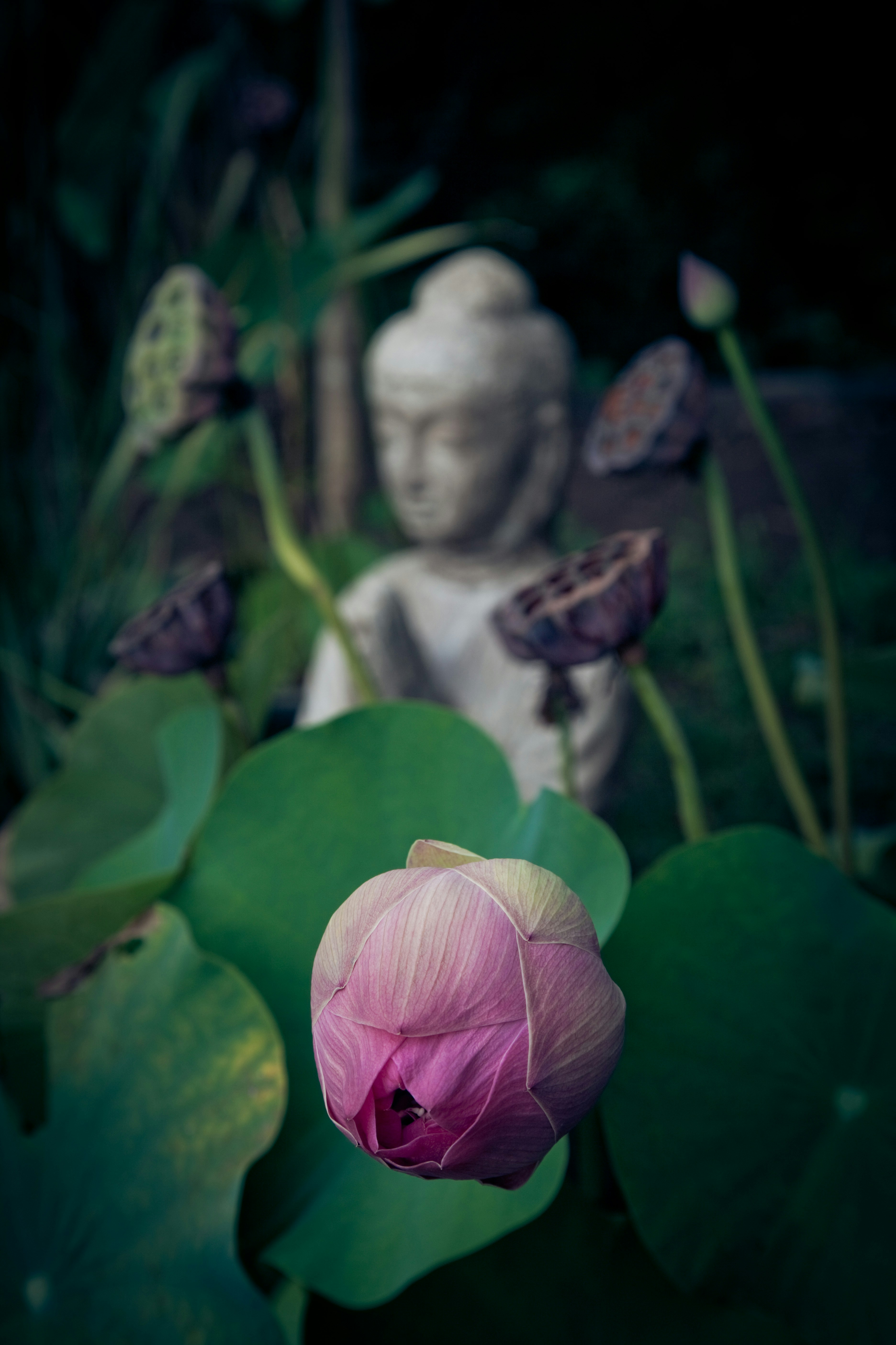 thai budda flowers, women's yoga retreat thailand 2025