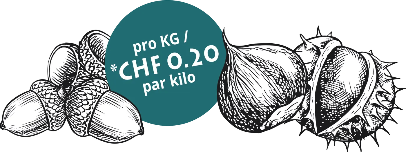 Gezeichnete Eicheln und Rosskastanien – CHF 0.20 pro Kilo