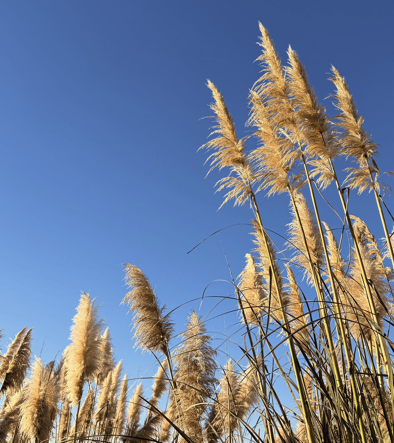 Garden plants with blue sky