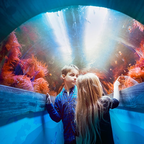 Two children in an underwater tunnel gazing at orange sea anemones inside an aquarium, illuminated by blue and white light.