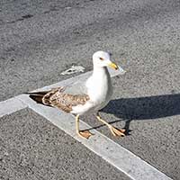 Seagull